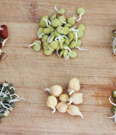 The nutritional benefits of sprouted legumes